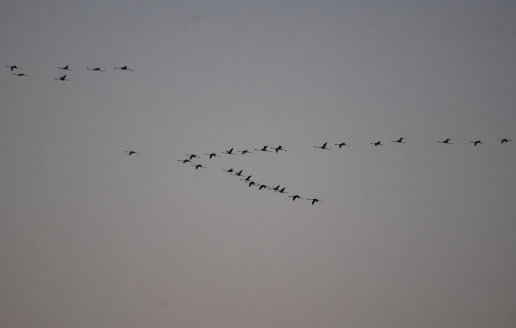 Sagome inconfondibili